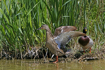 Mallard, anas platyrhynchos, Pair standing at Pond, Normandy