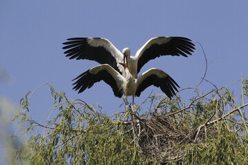 White Stork, ciconia ciconia, Pair mating, Alsace in France