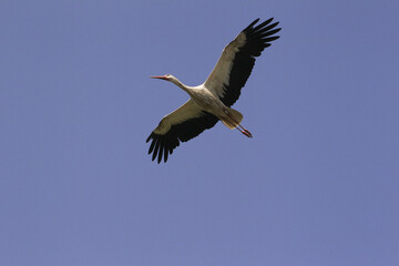 Fototapeta premium White Stork, ciconia ciconia, Adult in flight, Alsace in France