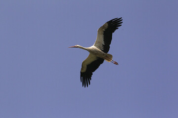 White Stork, ciconia ciconia, Adult in flight, Alsace in France