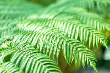 fern leaves green and macro leaves natural background