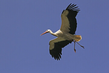 Obraz premium White Stork, ciconia ciconia, Adult in flight, Alsace in France