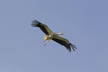 Fototapeta na wymiar White Stork, ciconia ciconia, Adult in flight, Alsace in France