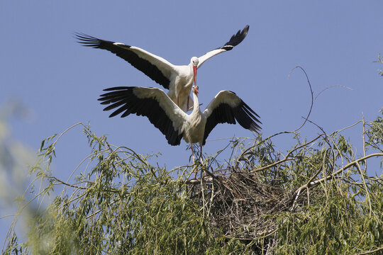 White Stork, ciconia ciconia, Pair mating, Alsace in France