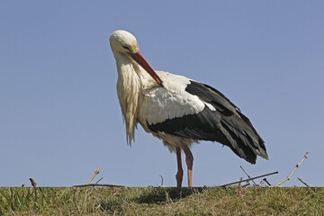 White Stork, ciconia ciconia, Adult standing on Nest, Alsace in France