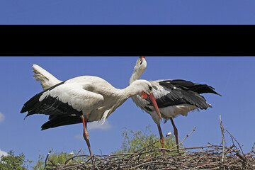 White Stork, ciconia ciconia, Pair standing on Nest, Courtship displaying, Alsace in France