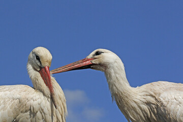 White Stork, ciconia ciconia, Pair, Alsace in France