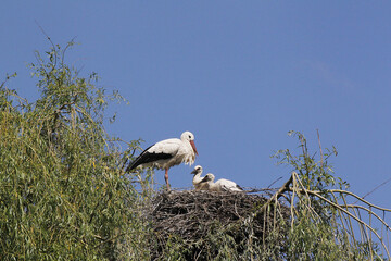 White Stork, ciconia ciconia, Adult and Chicks standing on Nest, Alsace in France
