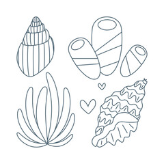 Set of seaweed, seashells in flat cartoon style.