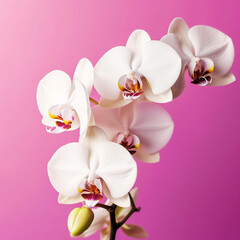 Beautiful natural white orchid flowers on pink a background, Generative AI, generative artificial intelligence
