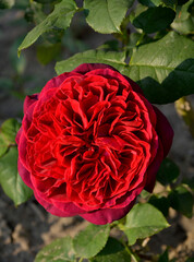 czerwona róża rabatowa, red garden roses	