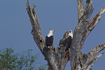 African Fish-Eagle, haliaeetus vocifer, Chobe Park, Okavango Delta in Botswana
