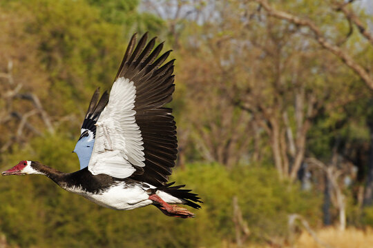 Spur-winged goose ,plectropterus gambensis, Male in Flight, Moremi Reserve, Okavango Delta in Botswana