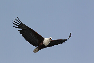 African Fish-Eagle, haliaeetus vocifer, Adult in flight, Chobe Park, Okavango Delta in Botswana