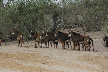 Sable Antelope, hippotragus niger, Herd at Chobe Park, Okavango Delta in Botswana