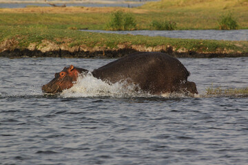 Hippopotamus, hippopotamus amphibius, Adult in Chobe River, Okavango Delta in Botswana