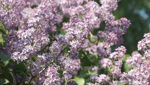 Flowering lilac trees in the spring. Selective focus. spring background