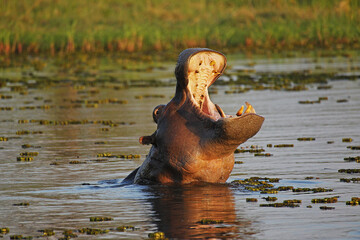 Hippopotamus, hippopotamus amphibius, Adult with Mouth wide open, Threat display, Khwai River, Moremi Reserve, Okavango Delta in Botswana