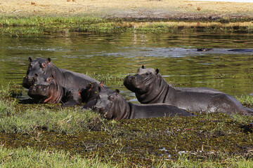 Hippopotamus, hippopotamus amphibius, Group standing in Water, Khwai River, Moremi Reserve, Okavango Delta in Botswana