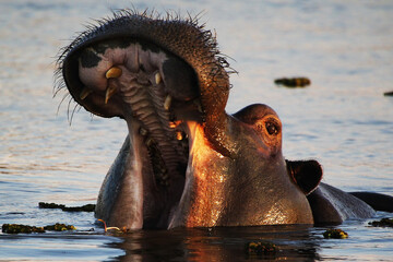 Hippopotamus, hippopotamus amphibius, Adult with Mouth wide open, Threat display, Khwai River,...