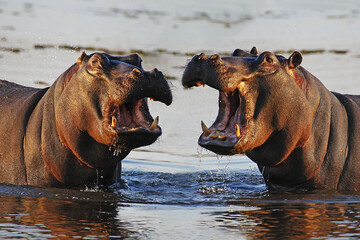 Hippopotamus, hippopotamus amphibius, Adult with Mouth wide open, Threat display, Khwai River,...
