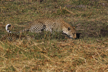 Fototapeta na wymiar Leopard, panthera pardus, Mother with Cub at Waterhole, Moremi Reserve, Okavango Delta in Botswana