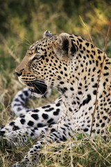 Leopard, panthera pardus, Adult laying, Moremi Reserve, Okavango Delta in Botswana