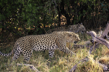 Leopard, panthera pardus, Mother and Cub, Moremi Reserve, Okavango Delta in Botswana