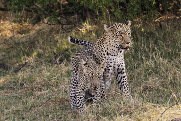 Naklejka premium Leopard, panthera pardus, Mother and Cub, Moremi Reserve, Okavango Delta in Botswana