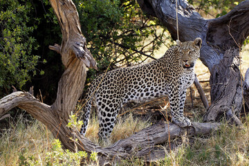 Leopard, panthera pardus, Adult on Dead Tree, Moremi Reserve, Okavango Delta in Botswana