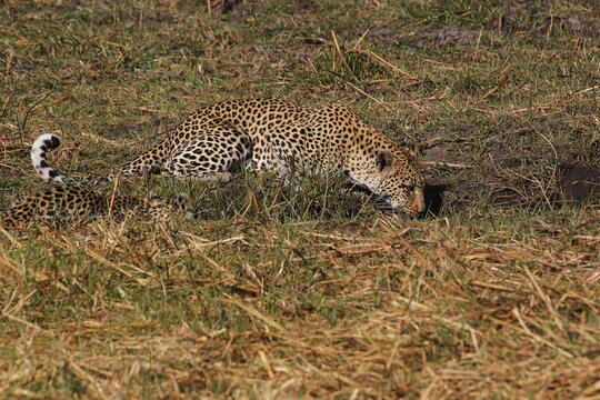 Leopard, panthera pardus, Mother with Cub at Waterhole, Moremi Reserve, Okavango Delta in Botswana