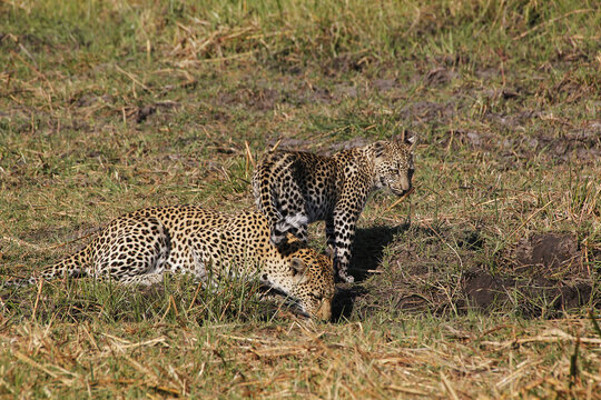 Leopard, panthera pardus, Mother with Cub at Waterhole, Moremi Reserve, Okavango Delta in Botswana