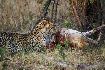 Fototapeta na wymiar Leopard, panthera pardus, Adult with a Kill, Moremi Reserve, Okavango Delta in Botswana