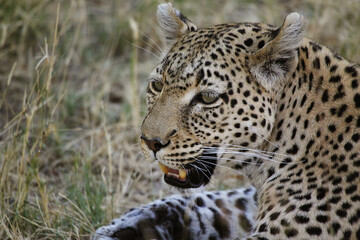 Leopard, panthera pardus, Portrait of Adult, Moremi Reserve, Okavango Delta in Botswana