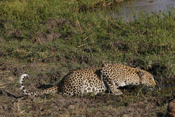 Leopard, panthera pardus, Female at Waterhole, Moremi Reserve, Okavango Delta in Botswana