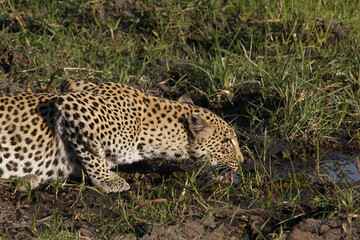 Naklejka na ściany i meble Leopard, panthera pardus, Female at Waterhole, Moremi Reserve, Okavango Delta in Botswana