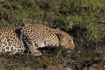 Leopard, panthera pardus, female at Waterhole, Moremi Reserve, Okavango Delta in Botswana