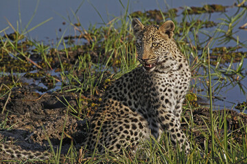 Leopard, panthera pardus, Cub at Waterhole, Moremi Reserve, Okavango Delta in Botswana