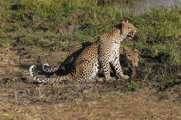 Leopard, panthera pardus, Mother and Cub, Snarling, Moremi Reserve, Okavango Delta in Botswana