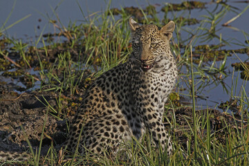 Leopard, panthera pardus, Cub at Waterhole, Moremi Reserve, Okavango Delta in Botswana