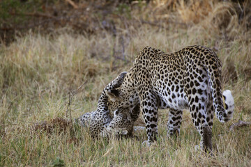 Naklejka premium Leopard, panthera pardus, Mother and Cub Playing, Moremi Reserve, Okavango Delta in Botswana