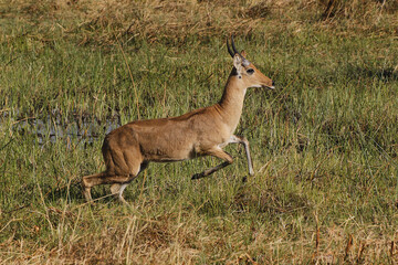 Reedbuck, redunca arundinum, Male running, Moremi Reserve, Okavango Delta in Botswana