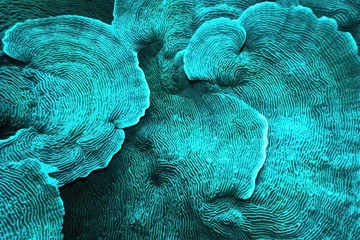 Foto auf Leinwand Organic texture of  Elephant skin hard coral (Pachyseris speciosa) as an abstract background © Tunatura