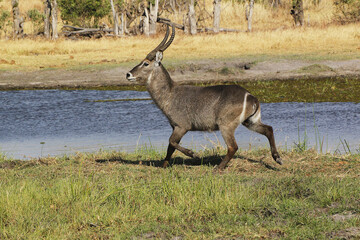 Common Waterbuck, kobus ellipsiprymnus, Male running along Khwai River, Moremi Reserve, Okavango...