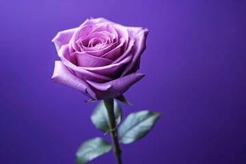 purple rose on purple background | beautiful and rare purple roses with stem on purple backdrop