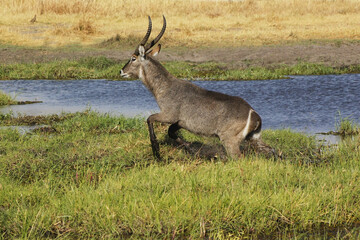 Naklejka na ściany i meble Common Waterbuck, kobus ellipsiprymnus, Male running along Khwai River, Moremi Reserve, Okavango Delta in Botswana