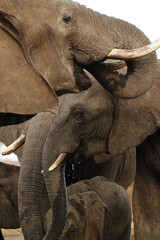 African Elephant, loxodonta africana, Group drinking water at Waterhole, Near Chobe River, Botswana