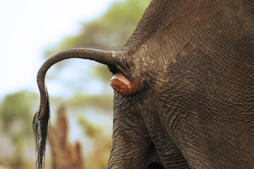 African Elephant, loxodonta africana, Close up of Bottom, Defecating, Near Chobe River, Botswana