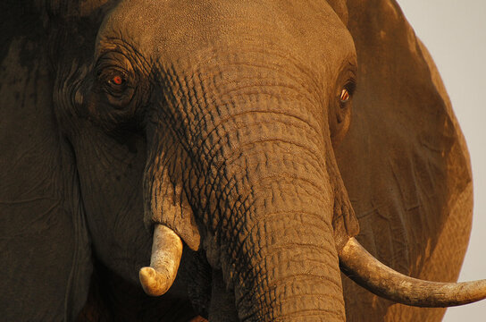 African Elephant, loxodonta africana, Close up of Head with Tusks, Near Chobe River, Botswana
