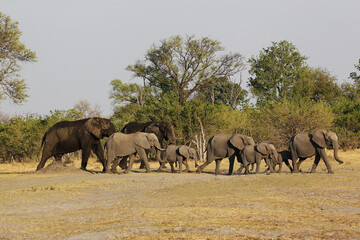 African Elephant, loxodonta africana, Herd walking, Moremi Reserve, Okavango Delta in Botswana